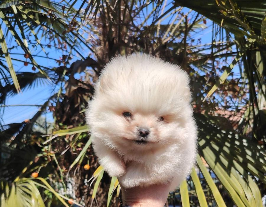 Мини-шпиц померан