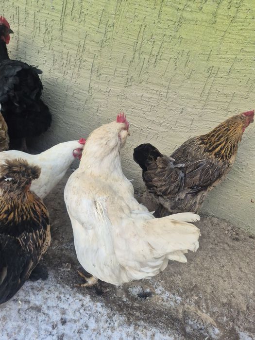 Куры домашний жас тауыктар