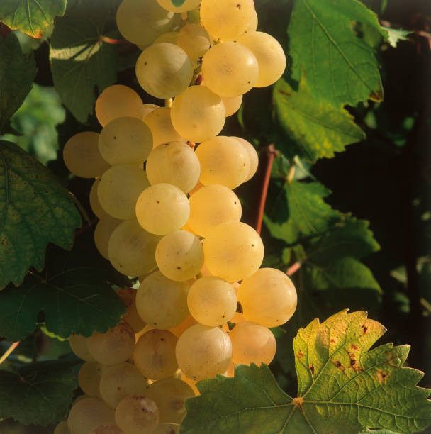 Struguri de vin productie 2026