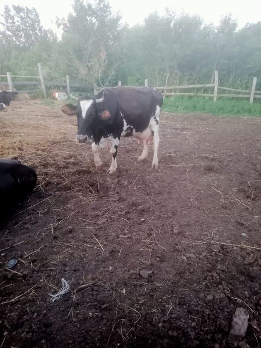 Продам дойных коров