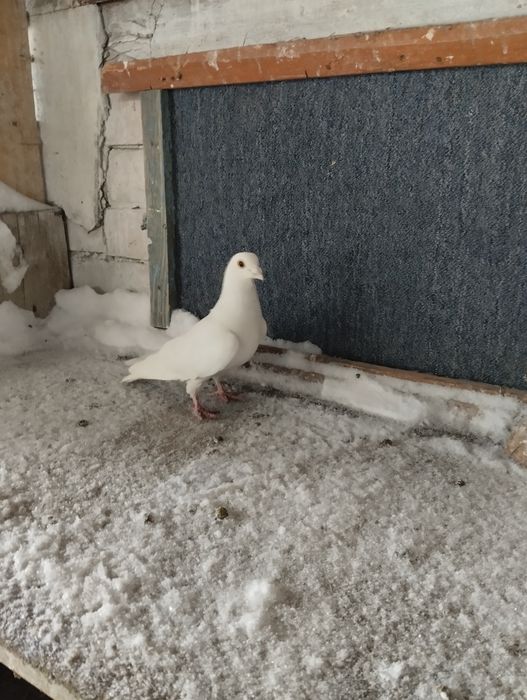 Голуби разных пород