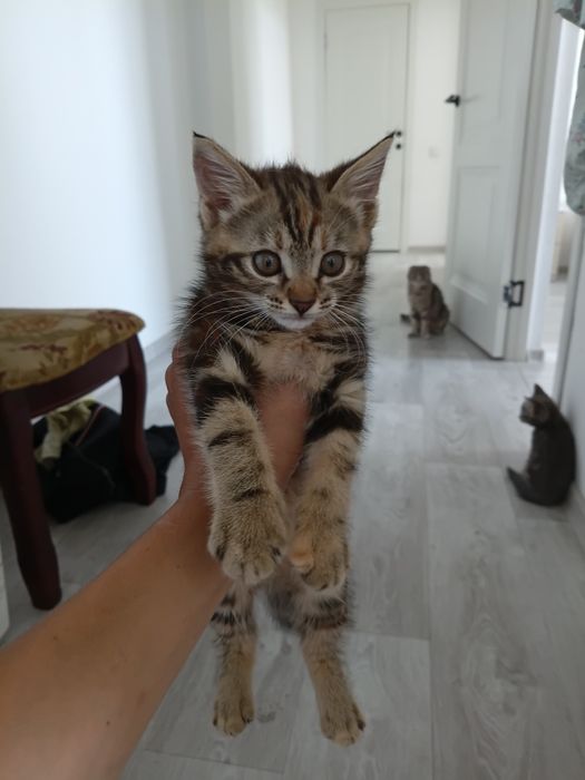 Котята весло ухи хороший руки