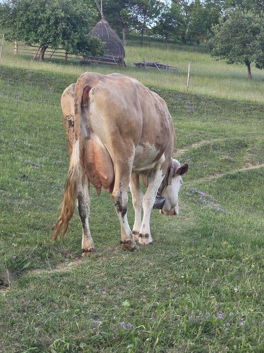 Vând vacă cu lapte