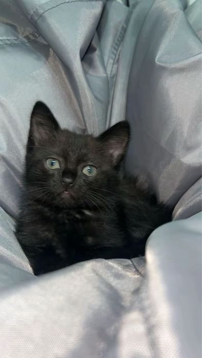 котятки девочки ждут своих хозяев