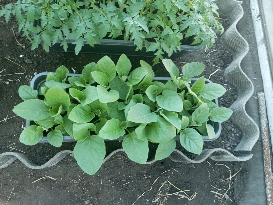 Продам рассаду баклажан.