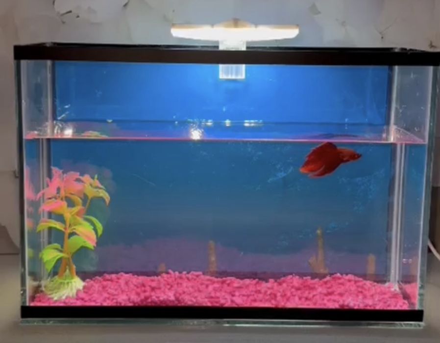 Рыба     Петушок