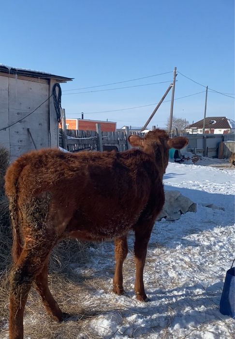 Продам телят на доращивания
