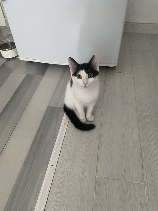 Котенок 4 месяца
