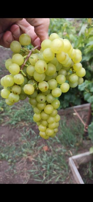 Продам саженцы винограда