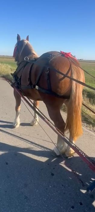 Vând manza semigrea