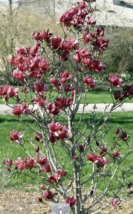 Магнолия карликовая до 2,5 м растет, 3 сорта