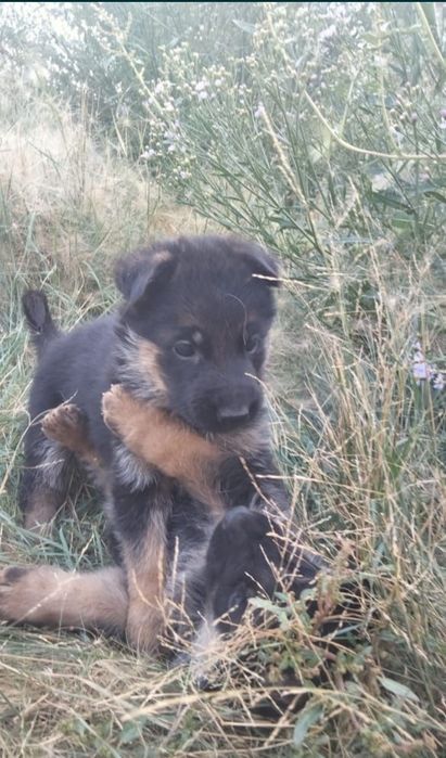 Продам щенка немецкой породы