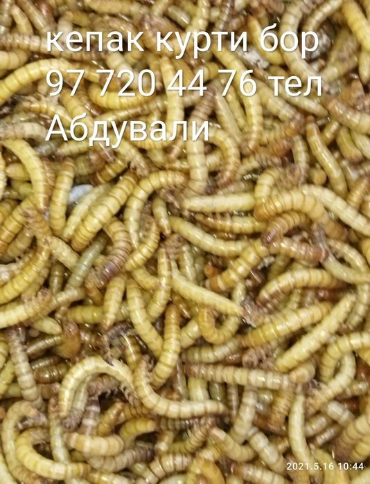 Куртхор кушлар беданалар учун протеинга бой озука кепак курти