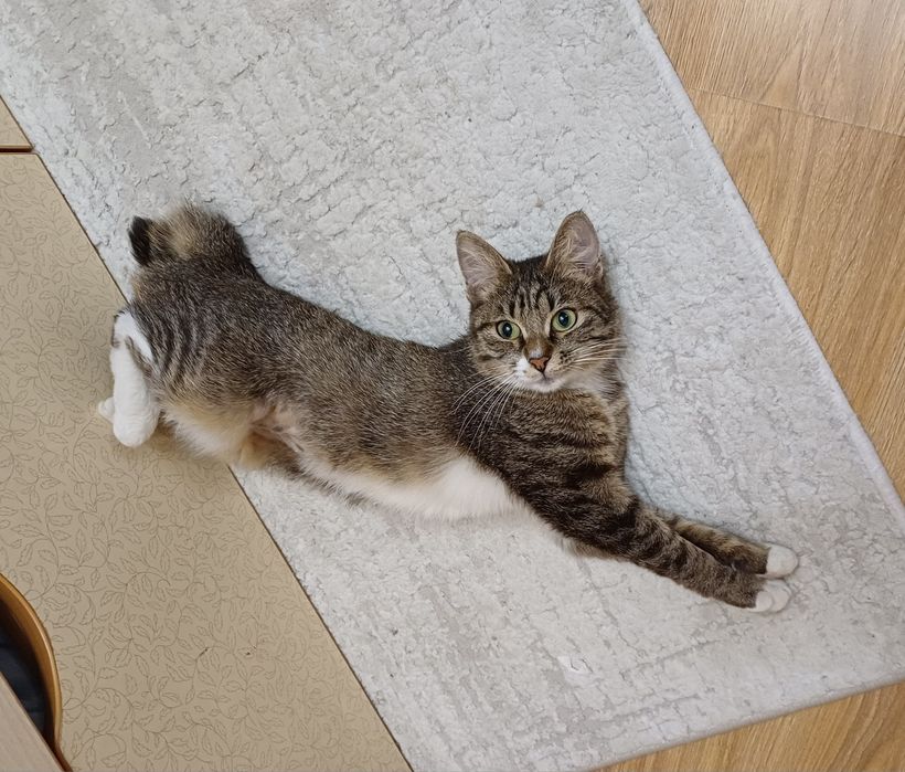 Маленькая рысь с золотым сердцем ищет дом (кошка, бобтейл)