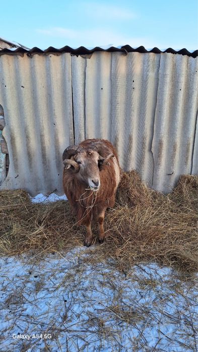 Қошқар(қой) 4 жас сатылады