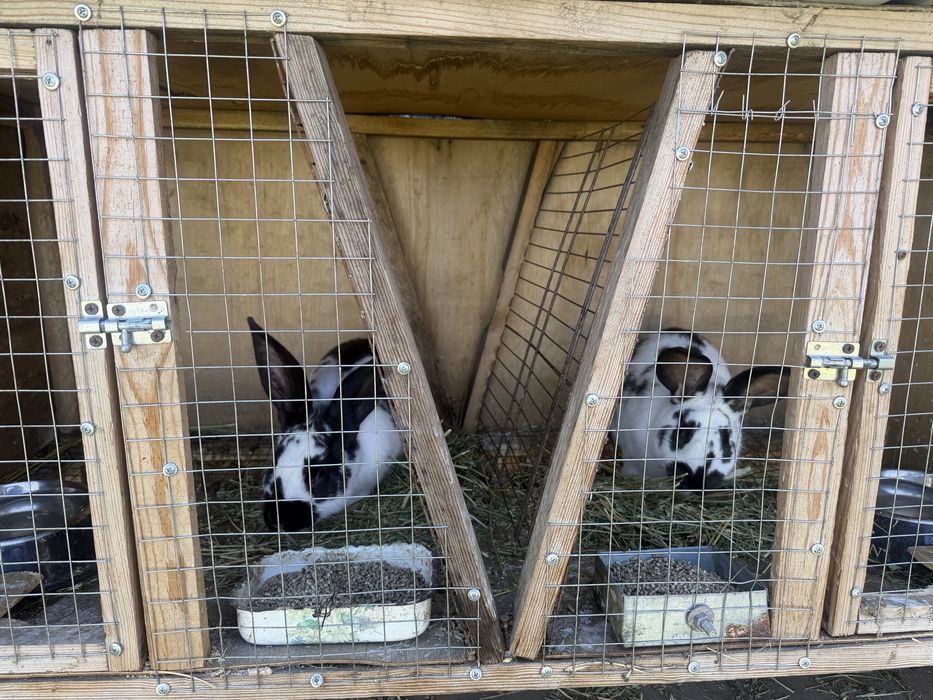 Продаются кролики