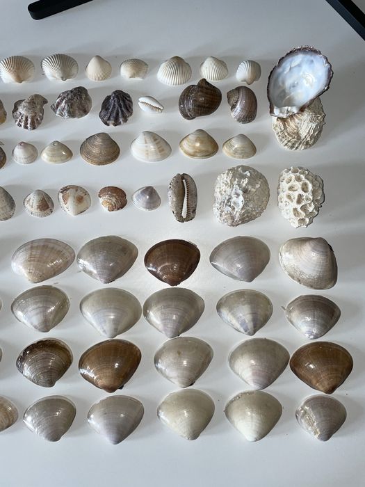 Ракушки морские, настоящие