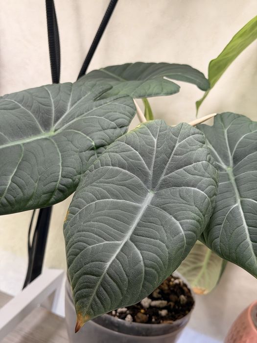 Алоказии клубни и детки