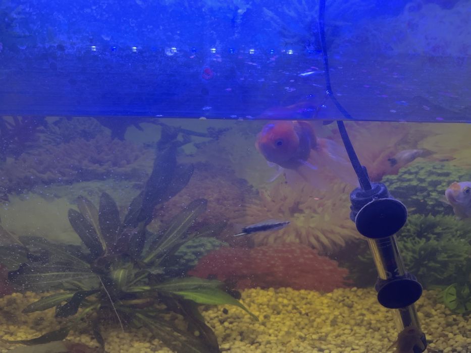 Аквариум 70 литров