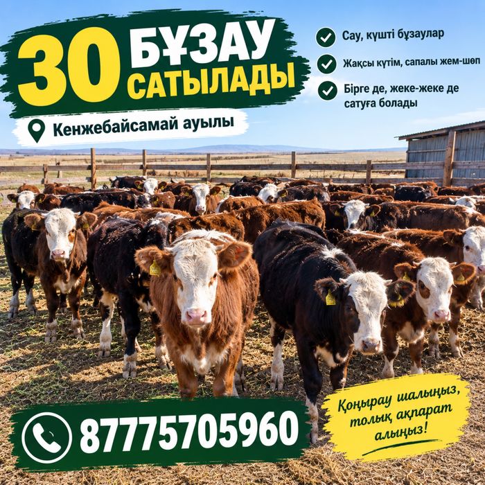 30 бұзау сатылады