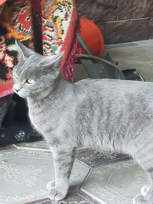Взрослые котята, мальчики