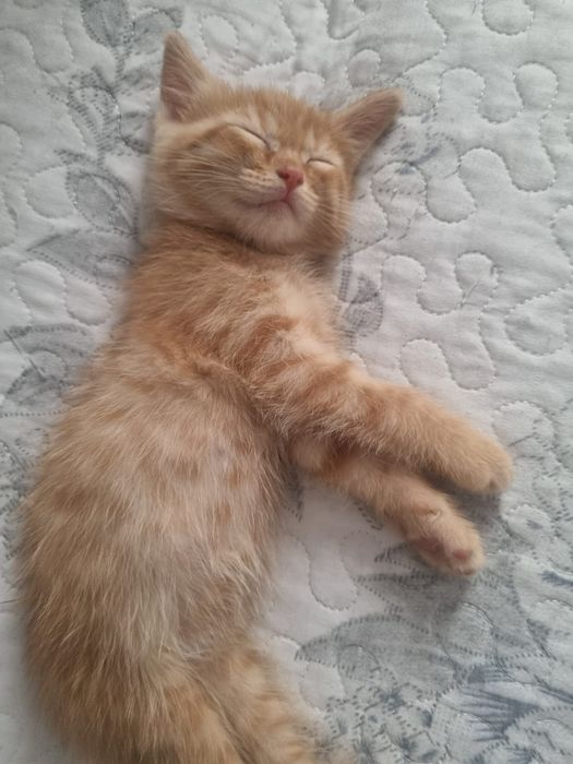 Отдам домашних котят