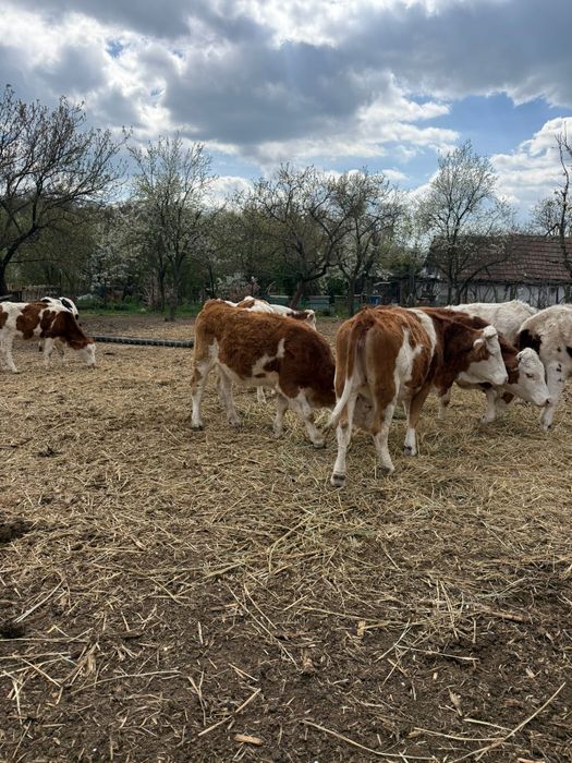 Vând juninci gestante