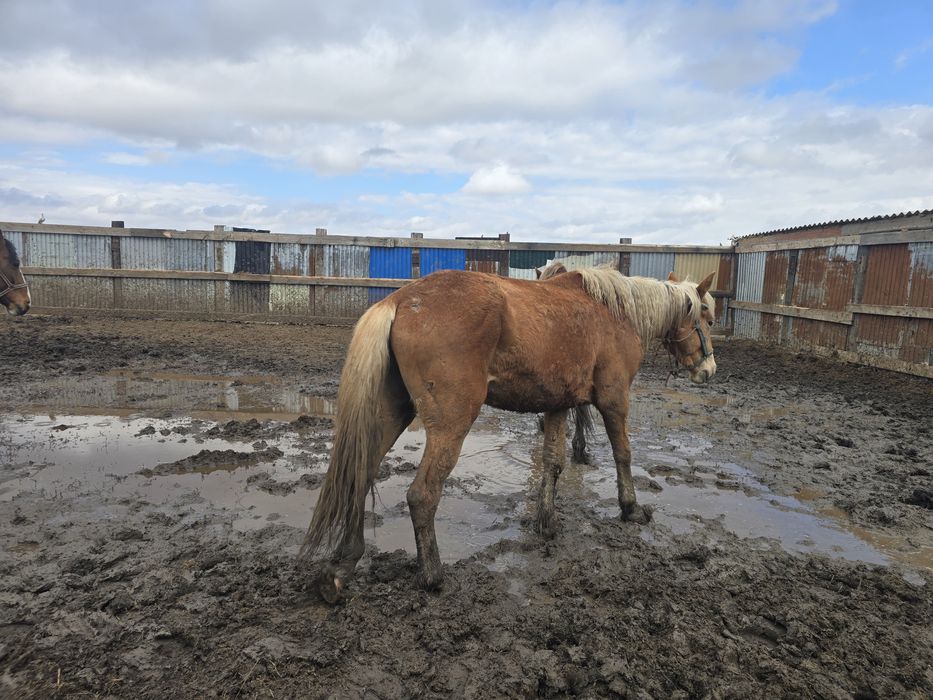 Продаётся жеребец