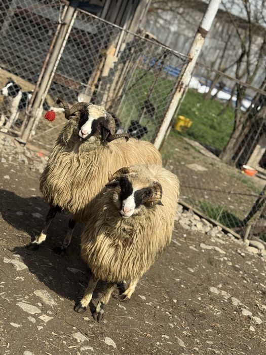 un noatin si un mior la alegere