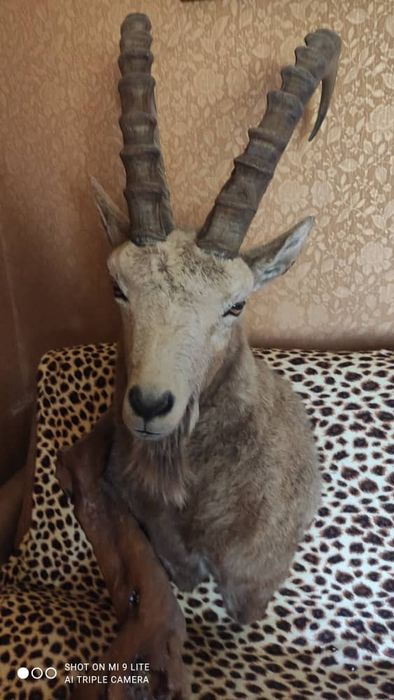 Горный козёл в идеальном состоянии