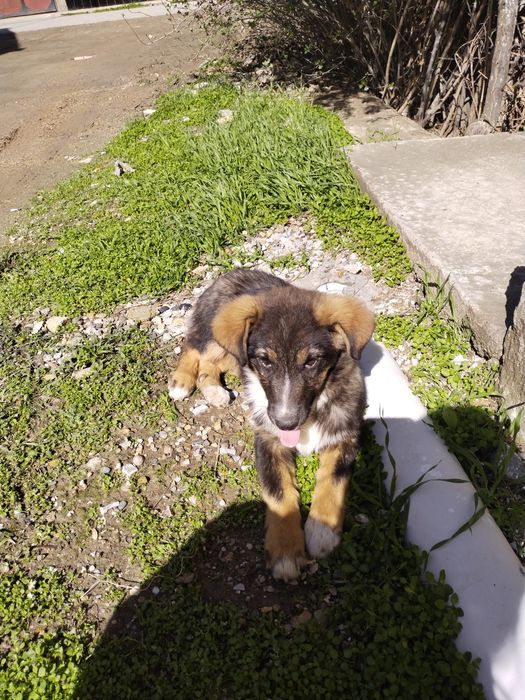 Kuchuk bolasi tekinga beriladi