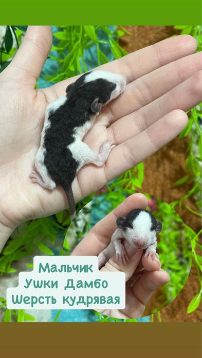 Крысята (крысы,крыса,крыски)