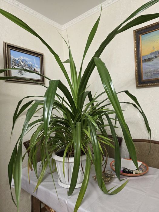 Растение Панданус