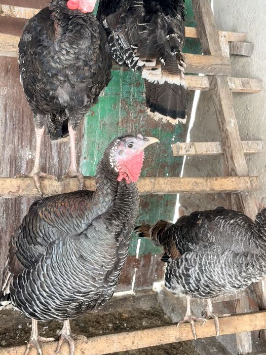 Индюки большая широкогрудная. Семья.