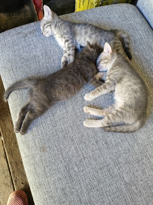 Котята отдам срочно!
