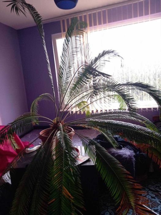 Палми Цикас на 14 г.