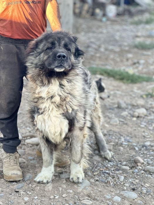 Кавказская овчарка