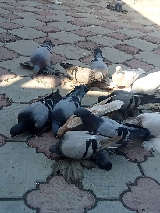 Голуби сизые лётные