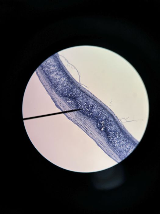 Biologie pentru Admiterea la Medicină şi Bacalaureat