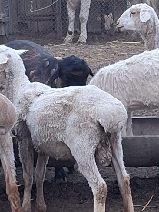 Тоқтылар сатылады