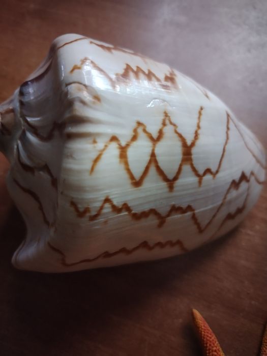 Ракушки и звезда,за все 4000