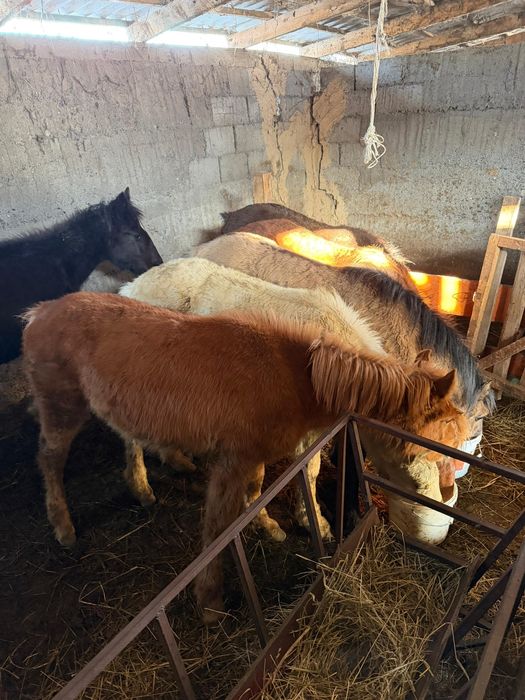 Жабағылар сатылады!