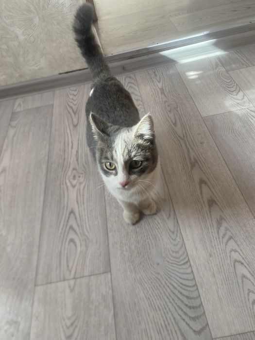 Отдам котенка в хорошие руки