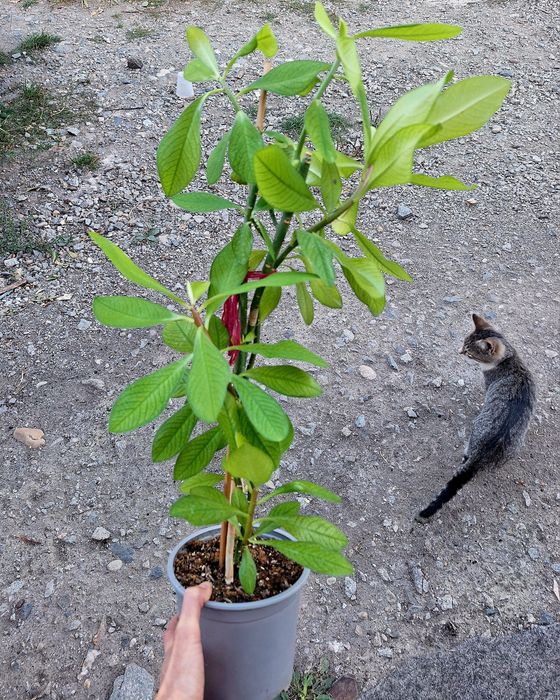 Plante de interior sau de birou