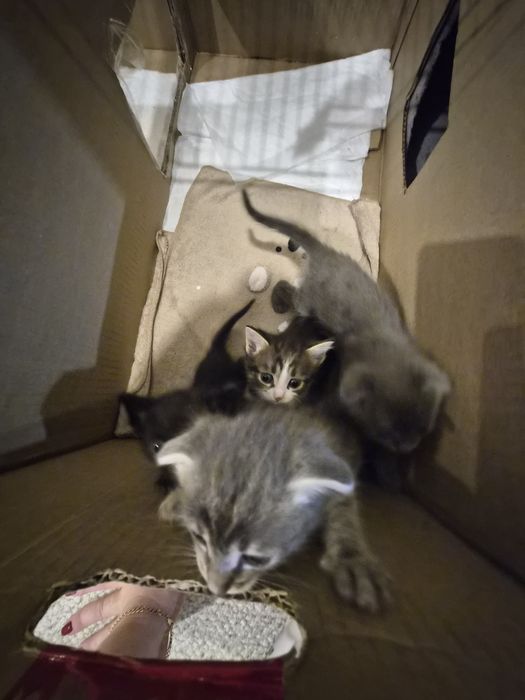 Отдам котят в хорошее руки!