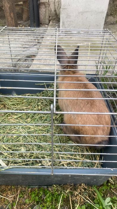 Кролик коричневый самец