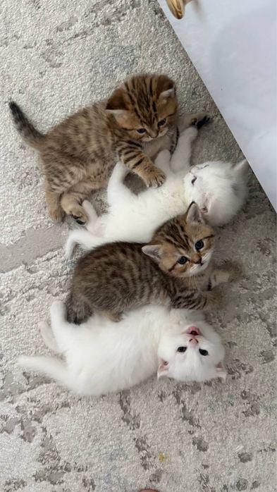 Продается котята чистокровные(Британский парода)