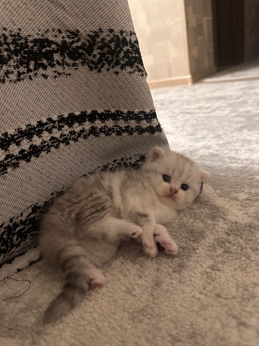 Котенок девочка.