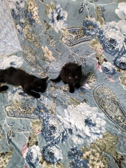 Котята в добрые руки.