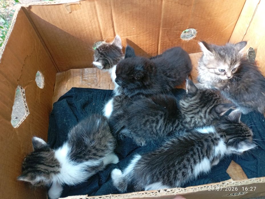 котята бесплатно